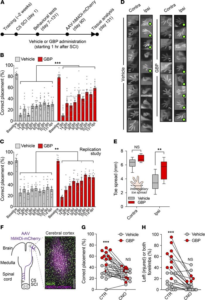 Mice treated with GBP recover forelimb function after cervical SCI.
(A) ...