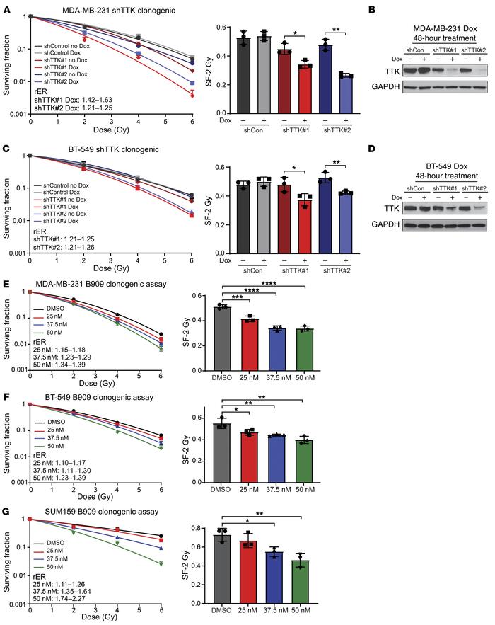 Inhibition of TTK confers radiosensitivity in multiple basal-like BC cel...