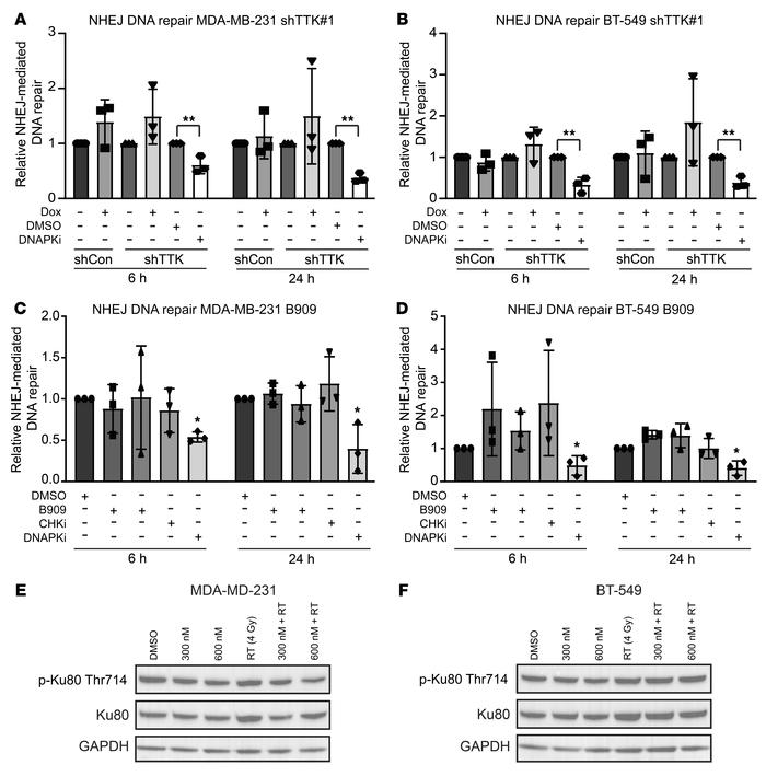 TTK knockdown has no effect on NHEJ repair efficiency.
(A and B) TTK kno...