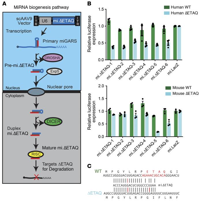 Generation of ΔETAQ-targeting miRNA shuttles.
(A) Therapeutic miGARS miR...
