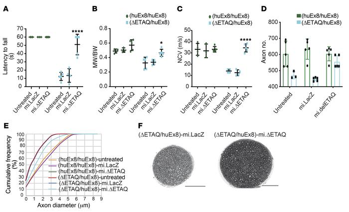 scAAV9.mi.ΔETAQ treatment prevents the onset of neuropathy in ΔETAQ mice...