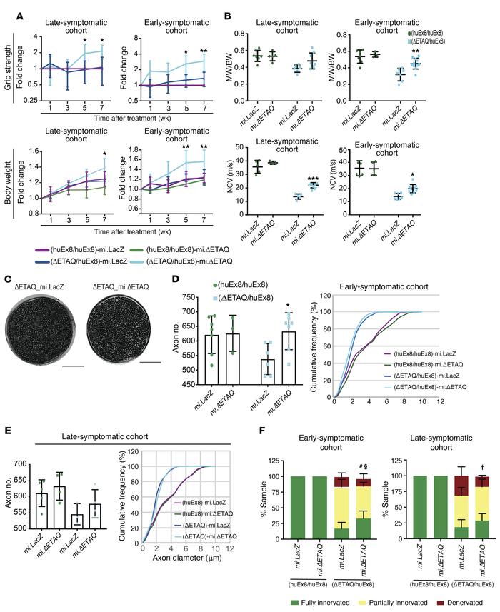 Post-onset therapeutic effects of scAAV9.mi.ΔETAQ.
(A) Reduction in muta...