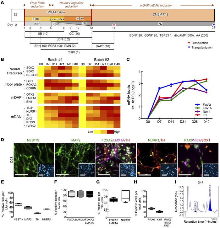 Molecular, cellular, and physiological characterization of in vitro–diff...