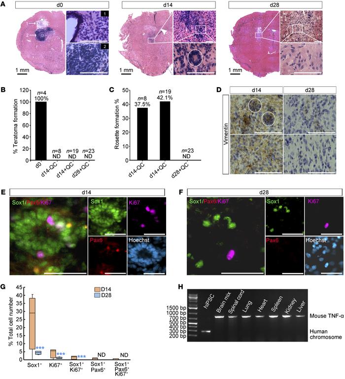 In vivo safety of C4-derived mDA cells in NOD SCID mice.
(A) H&amp;E sta...