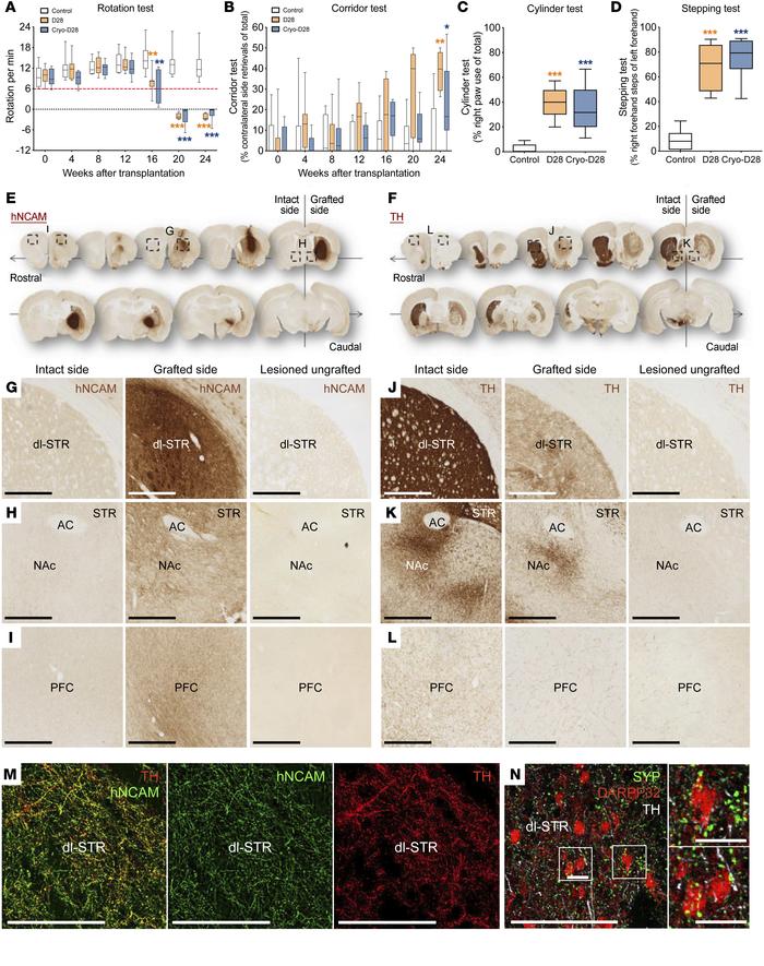 In vivo survival and function of C4 hiPSC-derived mDA cells.
(A–D) Behav...