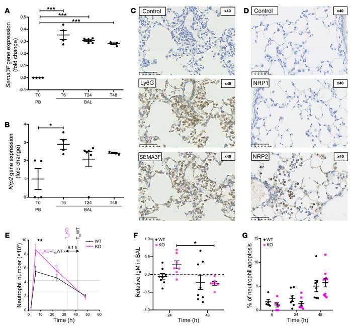 Neutrophil-specific loss of Sema3f results in more rapid neutrophil recr...