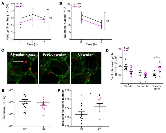 Neutrophil-driven deletion of Sema3f favors a selective allocation of ne...