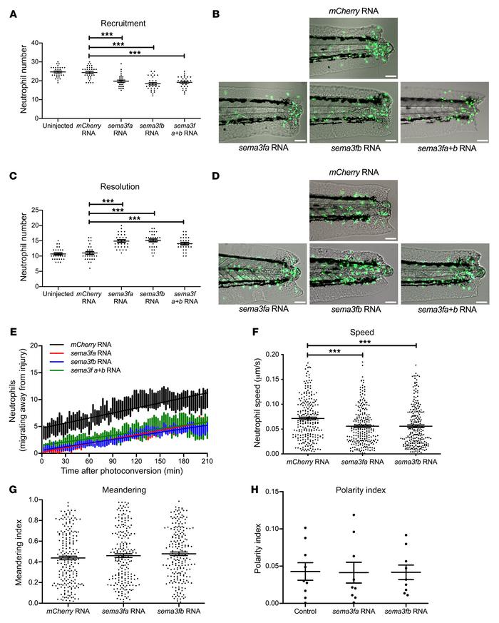 Overexpression of sema3f in a zebrafish model of inflammation delays neu...