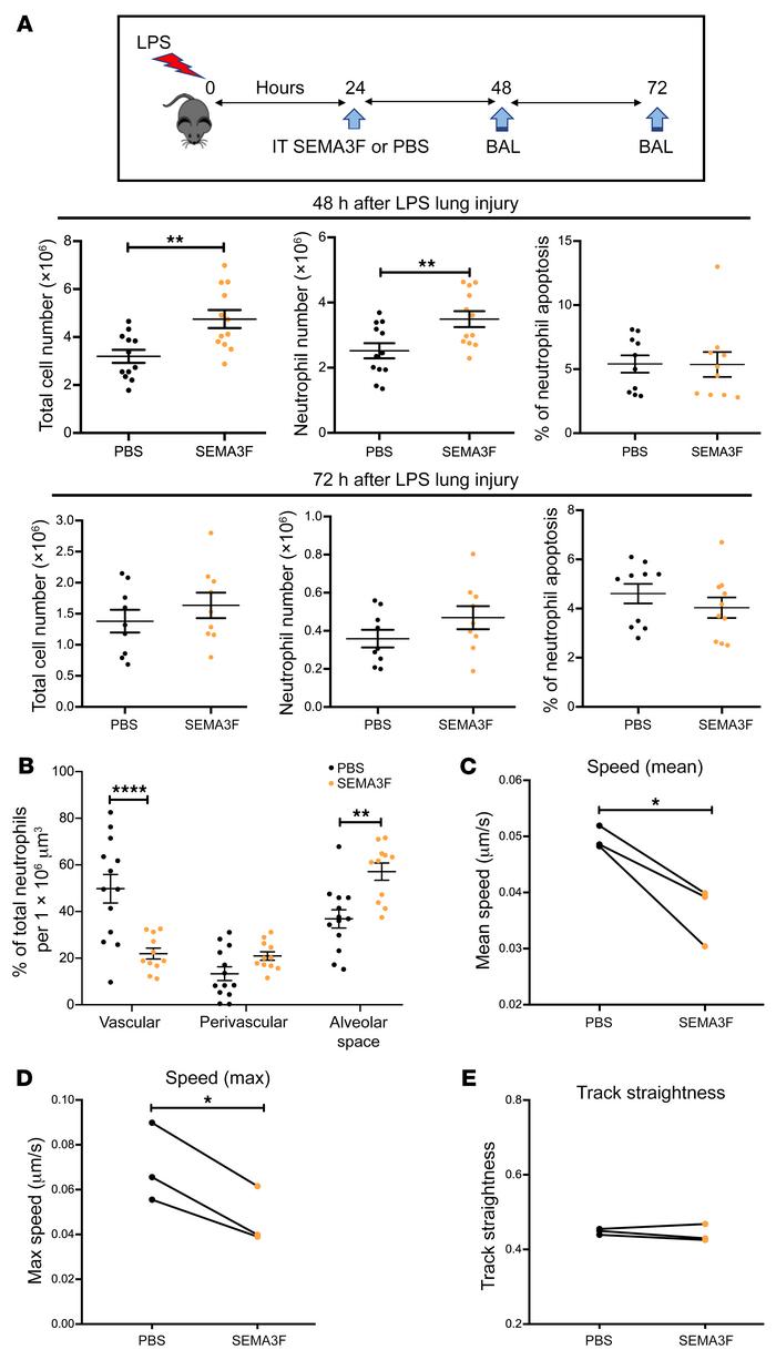 Exogenous SEMA3F retains recruited neutrophils at the injury site in a m...