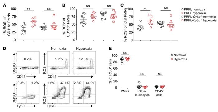 Relief of tumor hypoxia increases NOX2-dependent ROS production by tumor...