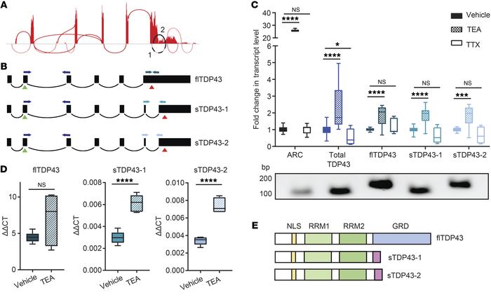 Hyperactivity drives alternative splicing of TARDBP.
(A) Sashimi plot de...