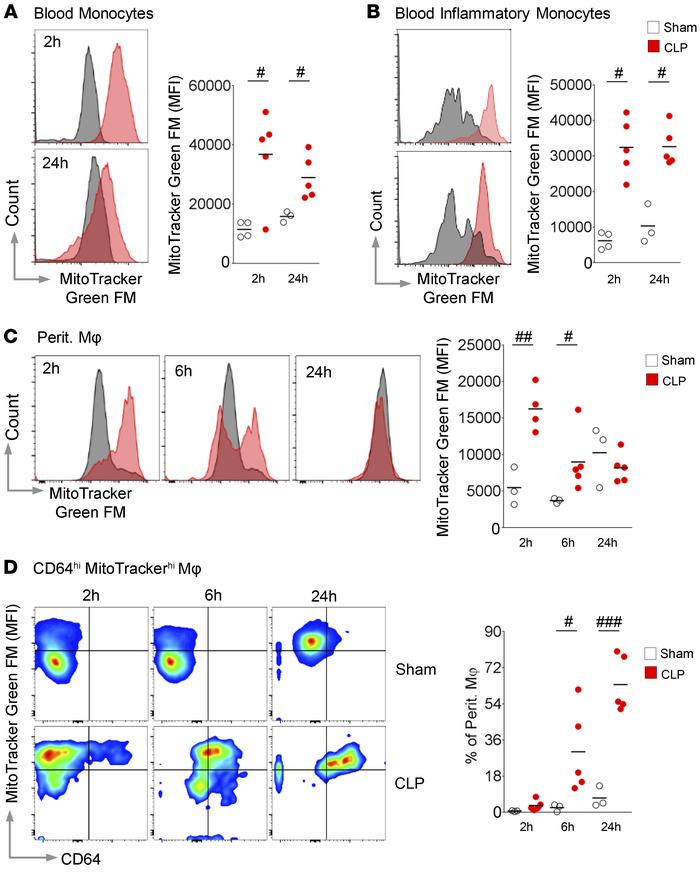 Polymicrobial infection triggers the early inhibition of mitophagy in my...