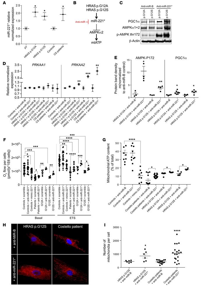 miR-221-5p inhibits AMPKα2 expression in an HRAS-dependent manner.
(A) m...