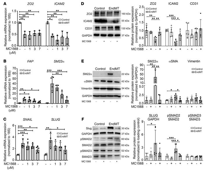 Class IIa HDAC inhibition suppresses EndMT-associated changes in mRNA an...
