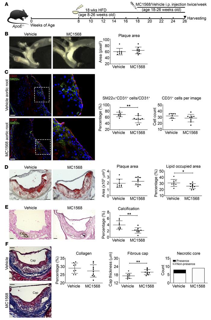 Systemic administration of a class IIa HDAC inhibitor reduces EndMT and ...