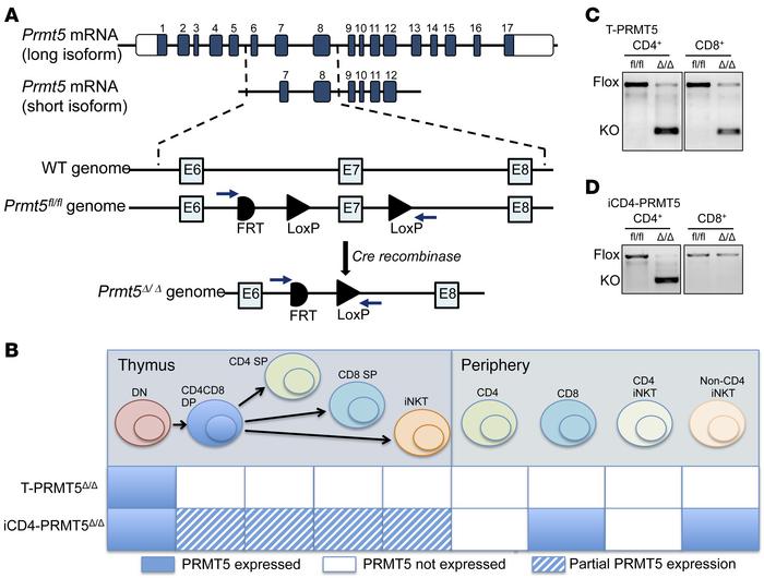 Constitutive and inducible CD4+ Prmt5-KO models.
(A) Schematic of Prmt5 ...
