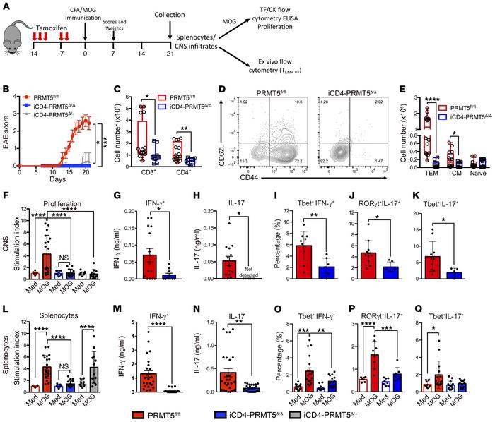 Th cell–specific Prmt5 deficiency prevents induction of EAE autoimmunity...