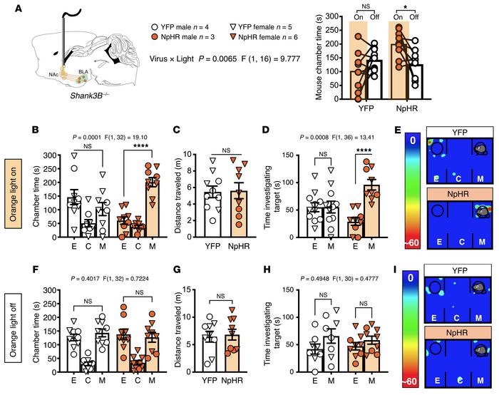 Inhibition of the BLA-NAc circuit normalized SI deficits in Shank3B–/– m...