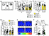 Systemic JZL184 treatment reverses the core behavioral abnormalities in Sha