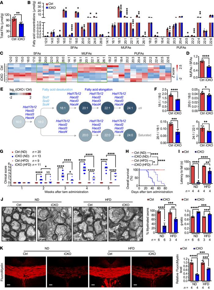Qki controls fatty acid desaturation and elongation and HFD alleviates Q...