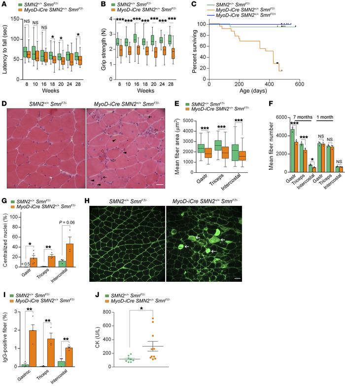 Late-onset disease in MyoD-iCre SmnF7/– mutants bearing 2 SMN2 copies.
R...