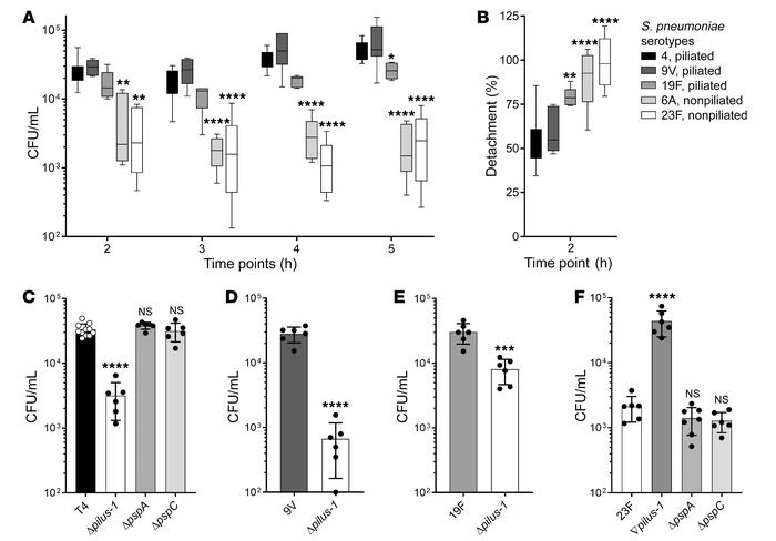 Pilus-1–mediated adherence of Spn to hNF.
(A and B) Adherence to and det...