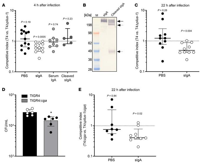 Immune exclusion by pilus-1–specific sIgA.
(A–C) Adult mice were intrana...