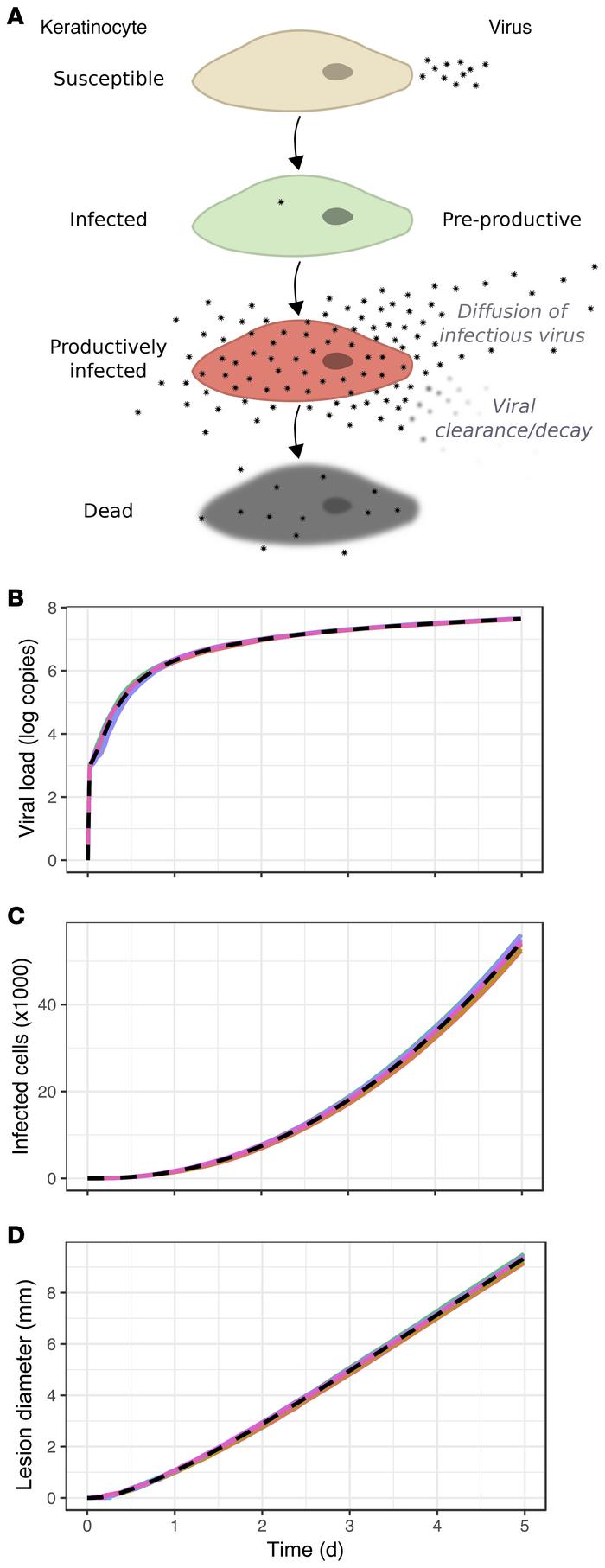 Continual expansion of HSV-2 infection in mathematical model simulations...