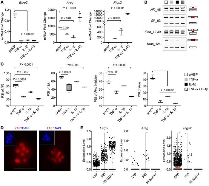 Adult hepatocytes are reprogrammed to fetal-like cells in proinflammator...