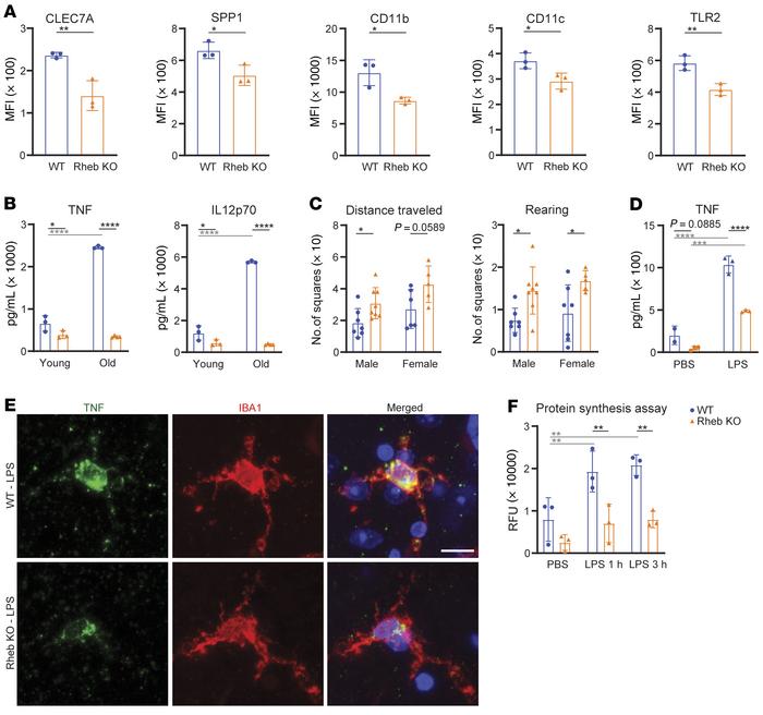 mTORC1 exerts a stronger control over the inflammatory response through ...