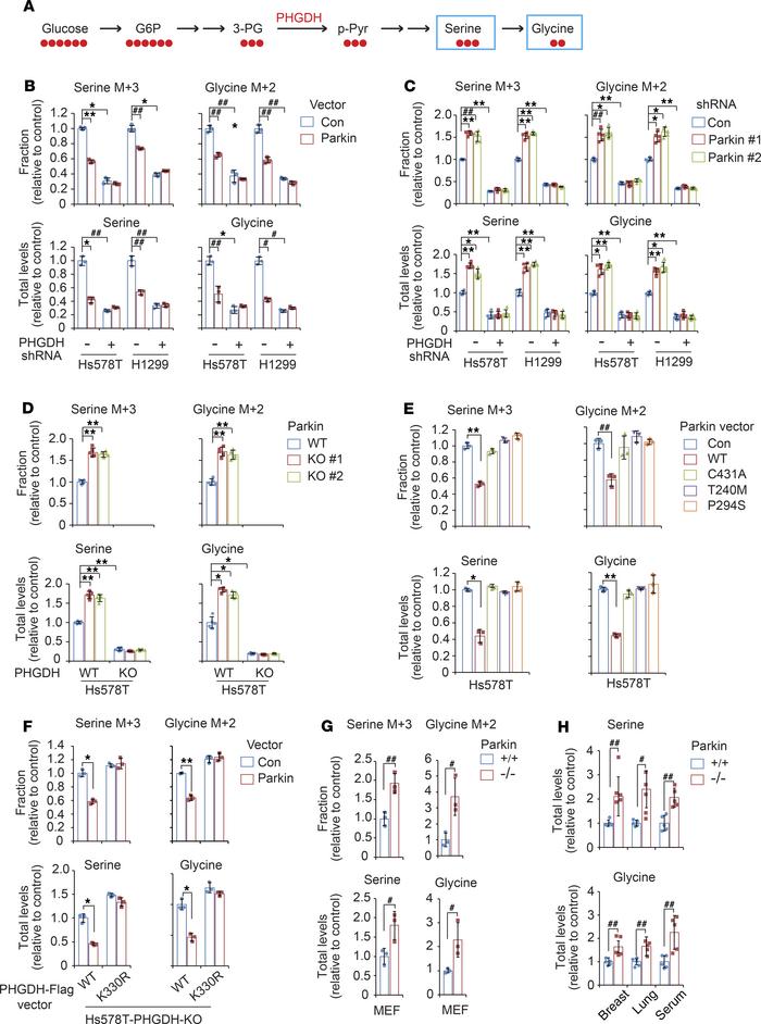 Parkin inhibits serine synthesis in cells through negative regulation of...