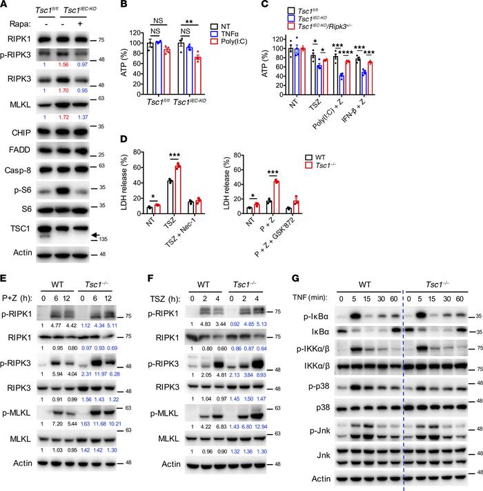 mTOR regulates microbial PAMP– and TNF-induced necroptosis.
(A) Immunobl...