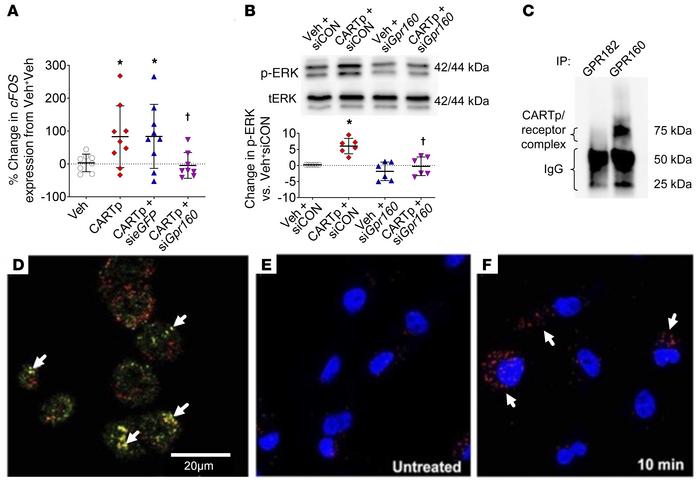 CARTp is a GPR160 ligand.
(A and B) CARTp-stimulated (A) cFOS in human K...