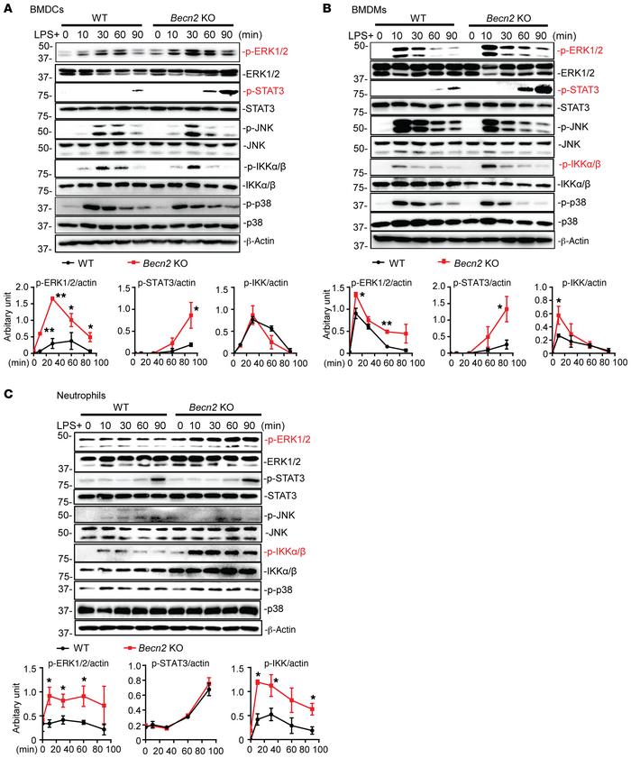 
Becn2 deficiency enhances ERK, NF-κB, and STAT3 signaling.
(A–C) Immuno...