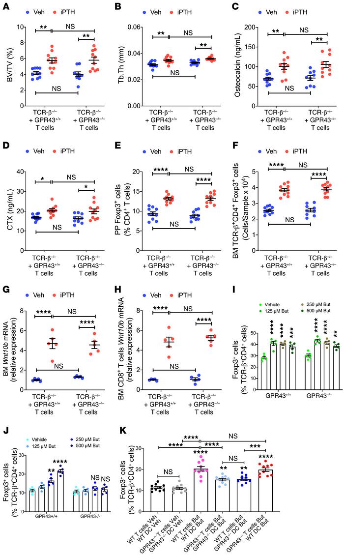 GPR43 signaling in DCs is required for iPTH treatment to improve trabecu...