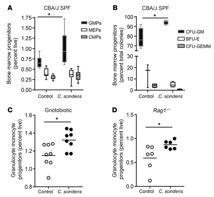 Intestinal colonization with C. scindens expands bone marrow granulocyte...