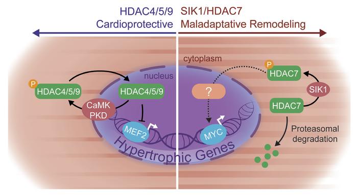 Proposed working model.
Our proposed working model implicates a prohyper...