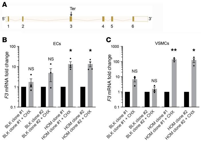 Premature termination renders the TFshort mRNA a substrate for nonsense-...