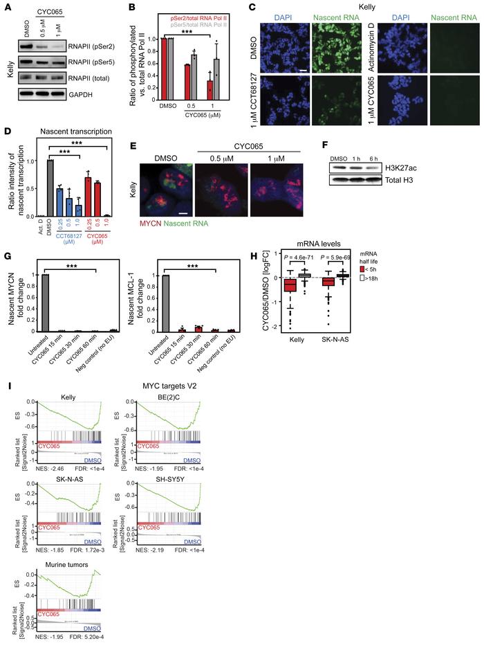 Inhibition of CDK9 blocks transcription of MYCN and genes with short hal...