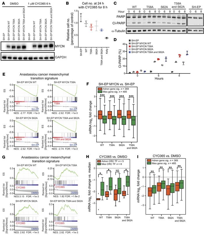 CYC065 directly blocks MYCN-driven adrenergic cell identity.
(A) Immunob...