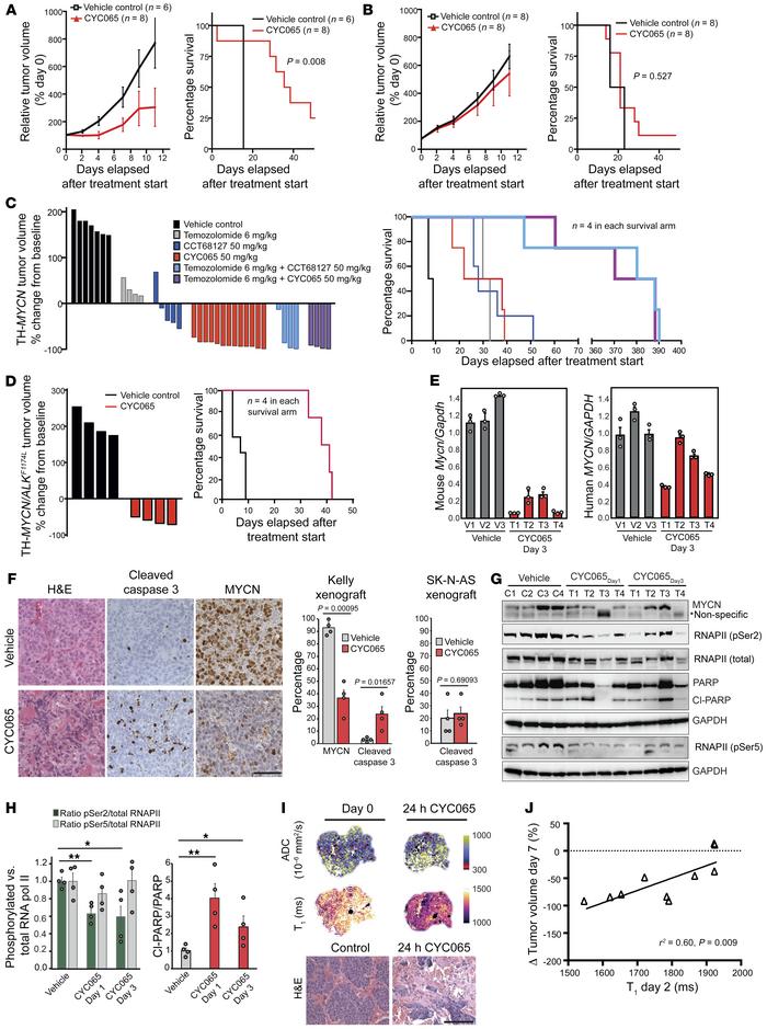 CYC065 and CCT68127 inhibit MYCN-driven NB in vivo.
Effects of CYC065 on...