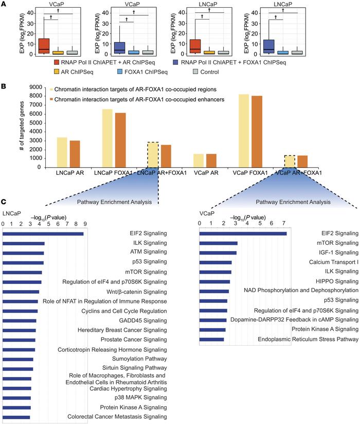 Chromatin interaction–associated transcriptional targets of the AR and F...