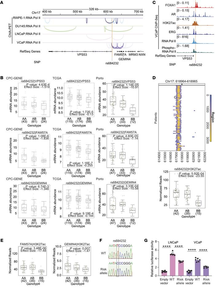 Transcriptional regulation by the PCa risk SNP rs684232.
(A) Integrated ...