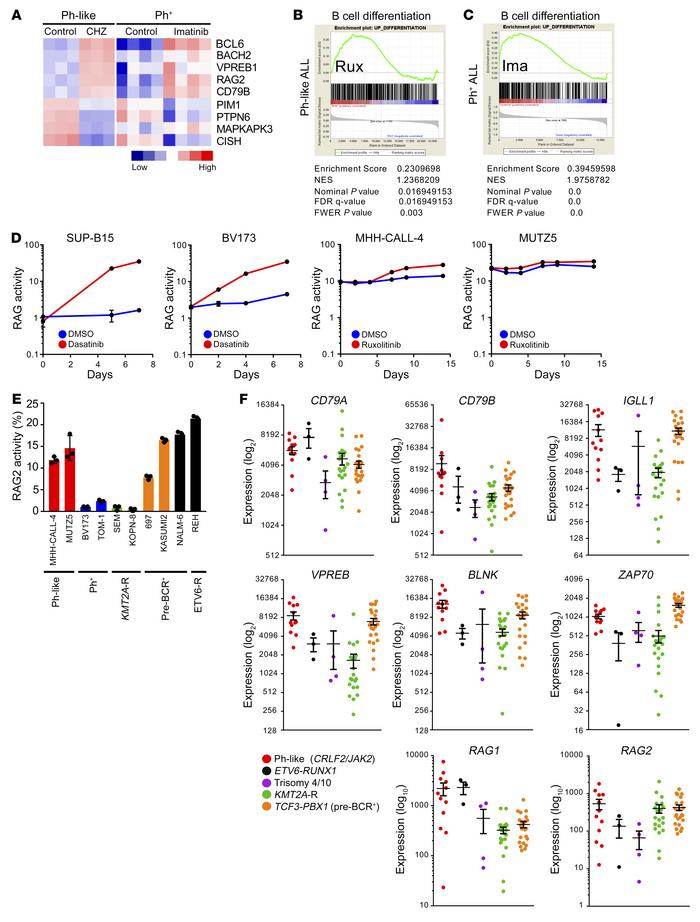 JAK inhibition induces partial differentiation of Ph-like ALL cells.
(A)...