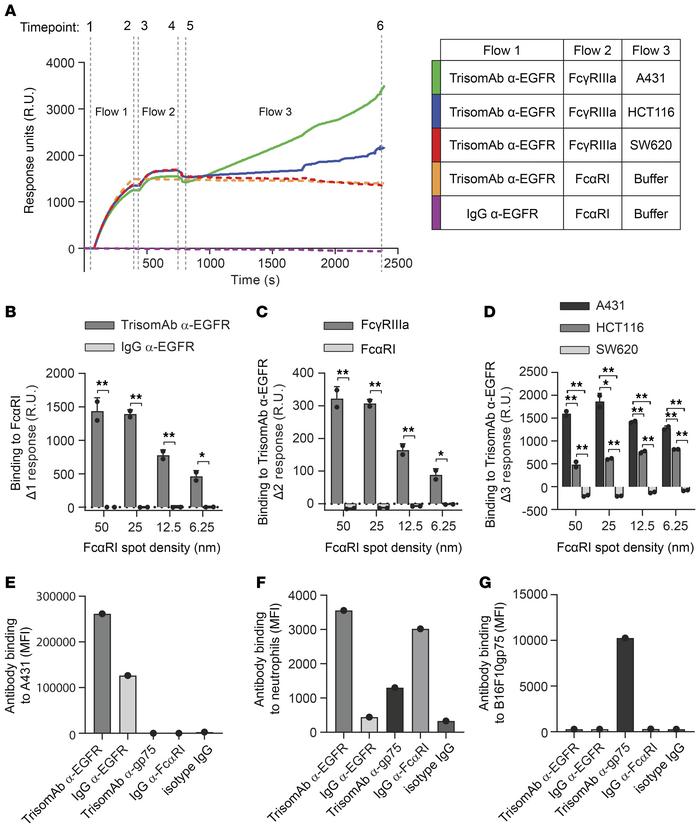 Binding specificity of EGFR, gp75, FcαRI, and FcγRIIIa for TrisomAb α-EG...