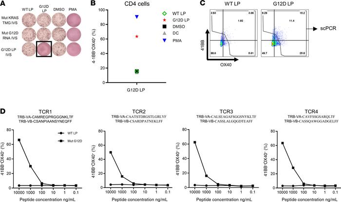 KRASG12D-specific TCR detection, generation, and analysis.
(A) T cells w...