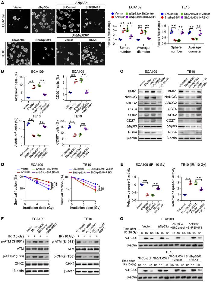 RSK4 is essential for ΔNp63α-mediated CSC properties and radioresistance...