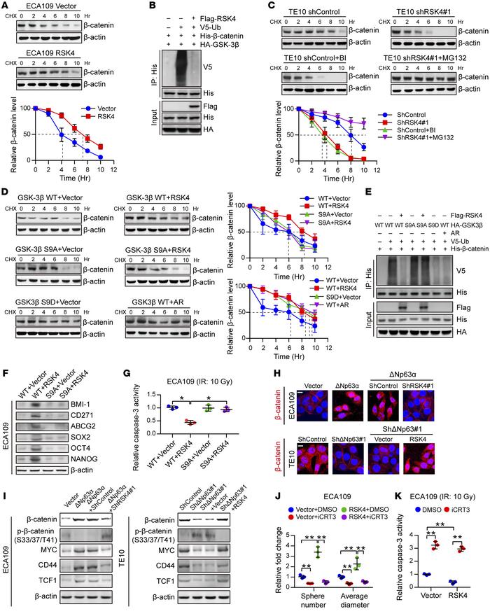 RSK4 activates the Wnt/β-catenin pathway.
(A) Control or RSK4-overexpres...