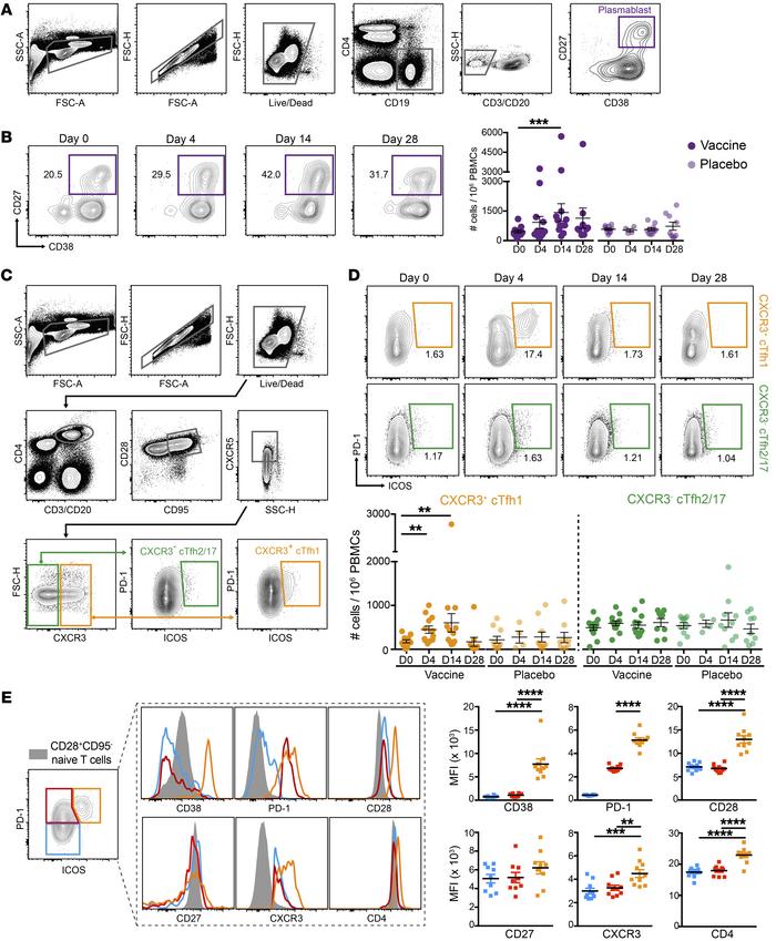 Expansion of plasmablasts and activated cTfh1 cells following BPZE1 vacc...