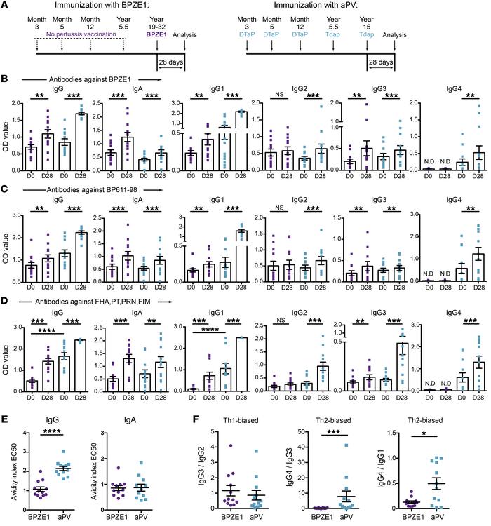 Different types of antibody responses were elicited by BPZE1 and aPV imm...